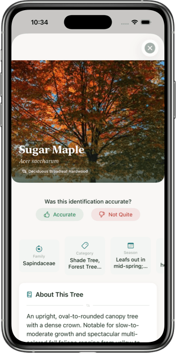 Tree Identifier App Interface